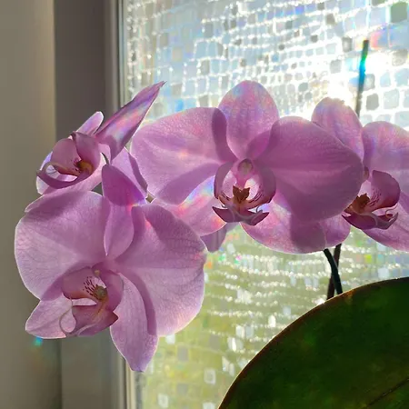 Luna Rossa Boutique * Balatonakali