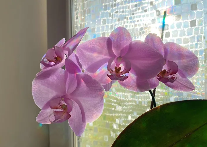 Luna Rossa Boutique * バラトンアカリ